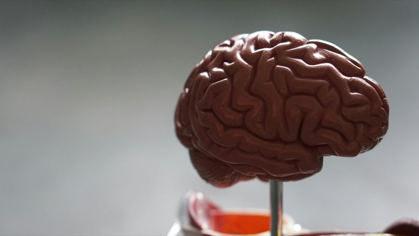 A model of a brain on a stand